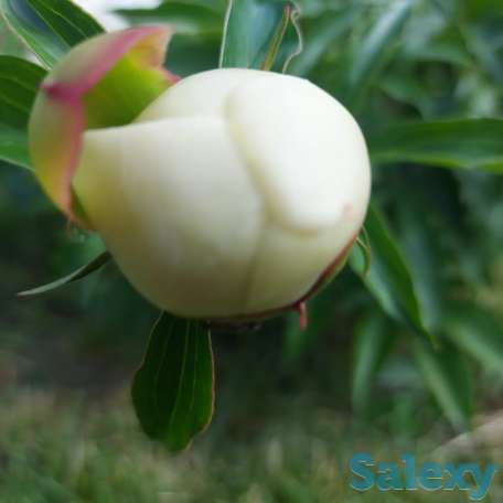 Пионы букеты Пионы с сада, фотография 3