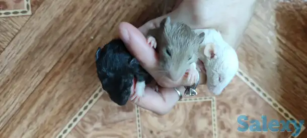 Отдам даром крысят, домашние , приучены к рукам , возраст 3 недели , есть и бежевые и белые и черные и двухцветные, фотография 2