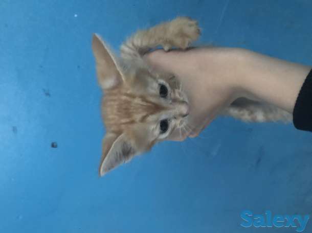 Отдам котят в хорошие руки, фотография 4