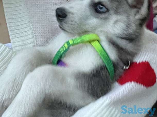 Щенок Хаски 2мес, фотография 7