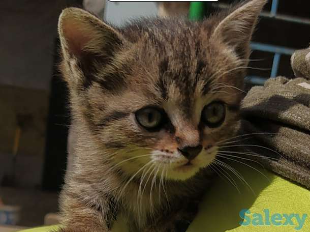 Отдам замечательных котят в добрые руки! Бесплатно! Мама тайская кошка, фотография 5