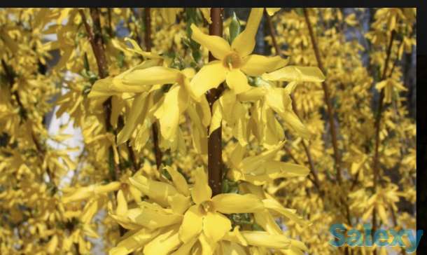 Саженцы, фотография 8