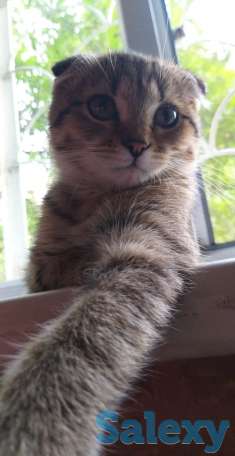 продам веслоуху  5 мес., фотография 1