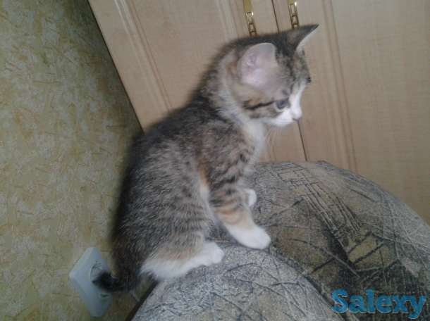 Отдам котят, фотография 6