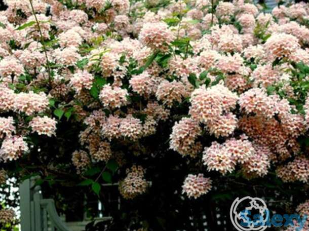 Кольквиция пинк клауд, фотография 1