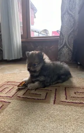 Шпиц- мальчик, фотография 2