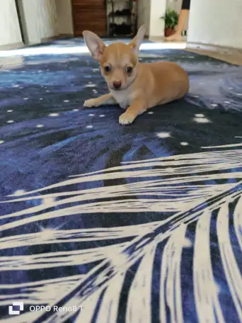 Продам шинка чихуахуа, фотография 4