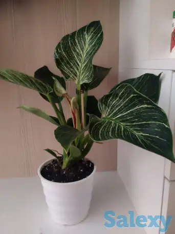 Комнатные растения, фотография 1