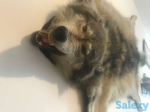 Шкура волка, фотография 2