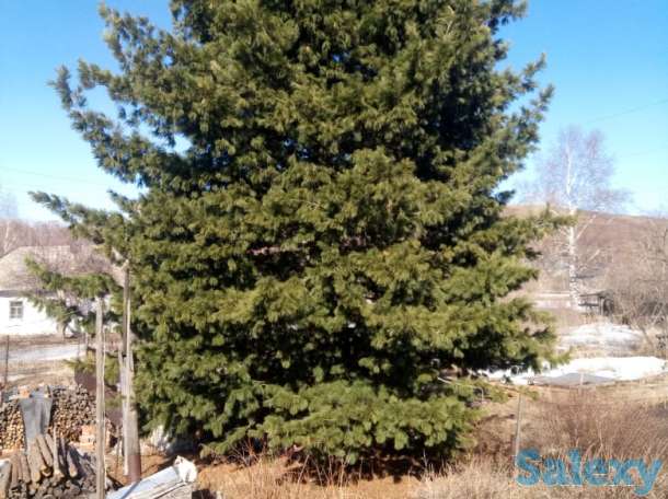 саженцы. посадочный материал. кедр, пихта, голубая ель, липа, дуб, рябина, чёрная смородина., фотография 1