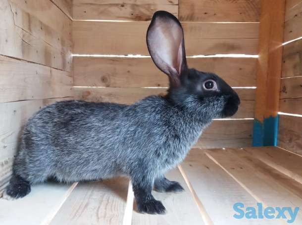 Продам  мясо кролика, фотография 2