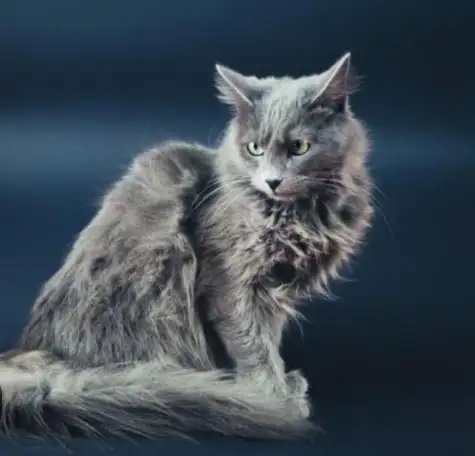 Породистая кошка в дар, фотография 1