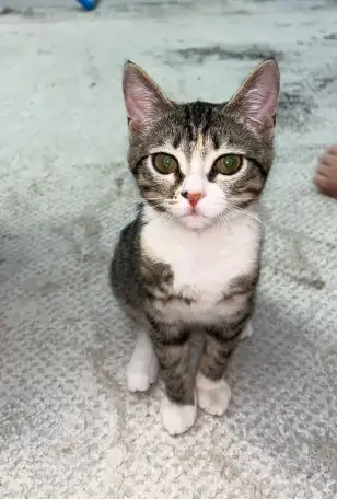 Бесплатно котята! Британец и бенгальская порода, фотография 9