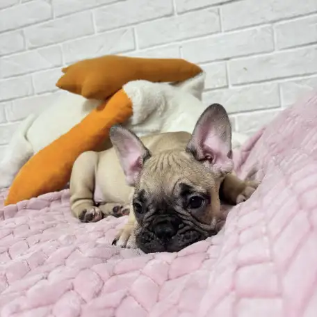 Продам щенка французского бульдога, фотография 2