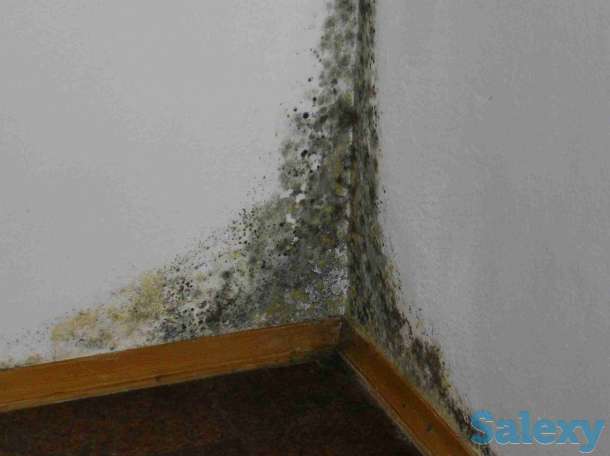 Устранение плесени, грибка и мха, фотография 3