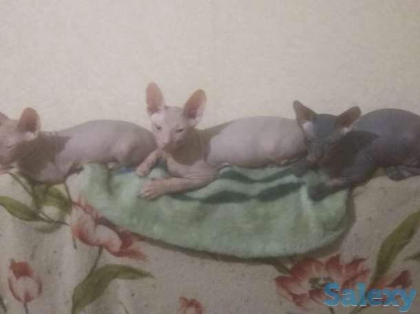 Продам котят породы Донской сфинкс.Ласковые,игривые к лотку приучены.Недорого., фотография 1