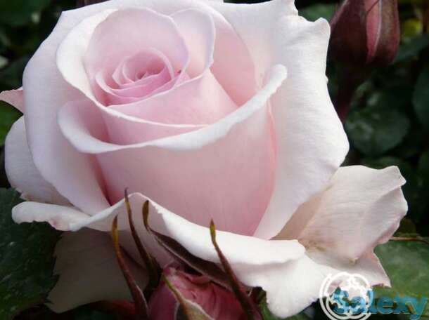 Роза бельмонт, харкнесс, фотография 1