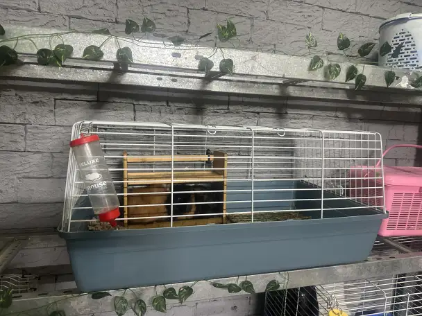 Морские свинки, фотография 3