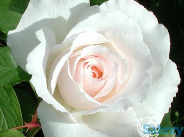 Роза Маргарет Меррил флорибунда, фотография 1