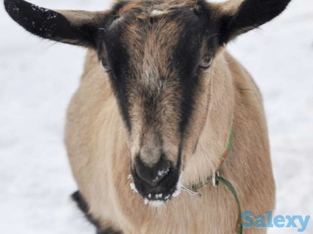 Племенные козы Альпийской породы (скот из Европы класса Элита и Элита Рекорд), фотография 5