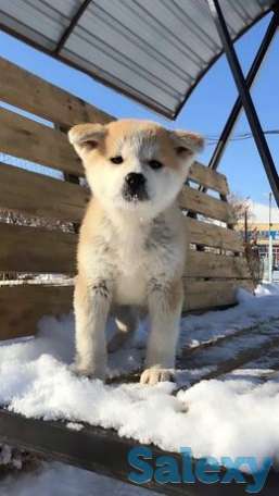 АКИТА ИНУ (яп. ハチ公 Хатико), фотография 1