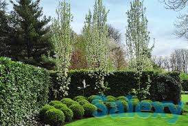 Озеленение и Благоустройство территорий любой сложности!, фотография 9