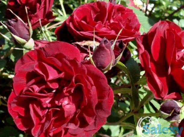 Роза хоуп фо хьюманити канадская парковая к/с, фотография 1