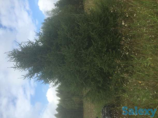 Саженцы крупномеры ель, сосна, береза, фотография 2