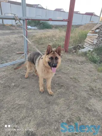 Пропала собака, фотография 3