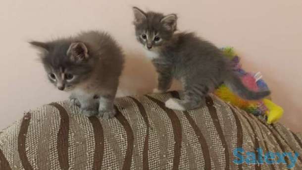 Котята бесплатно, фотография 1