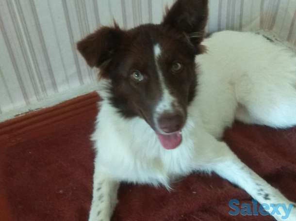 Отдам в хорошие руки!, фотография 2