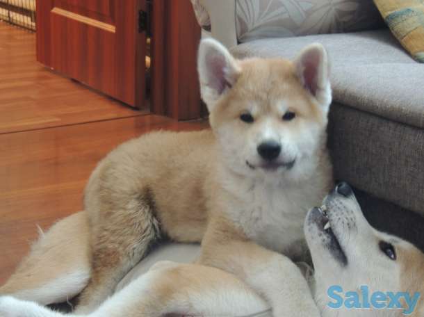 щенки акита ину, фотография 2