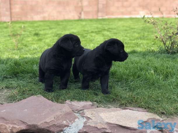 Продам щенков лабродора, фотография 1