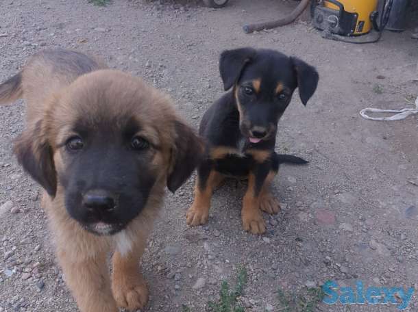 Отдам щенков в добрые руки!, фотография 2