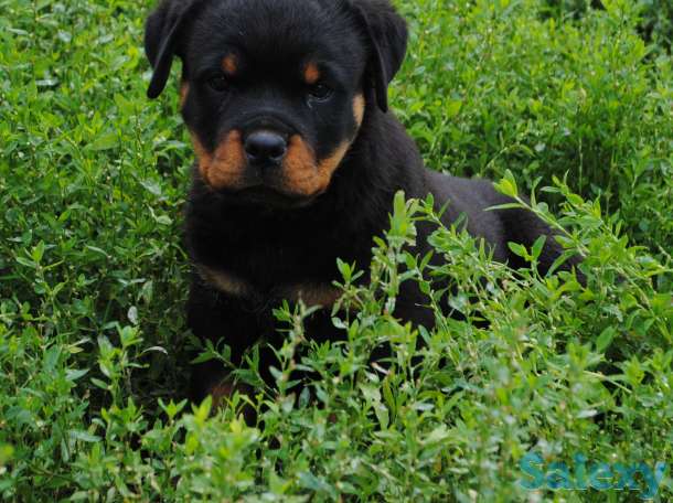 Щенки ротвейлера, фотография 2