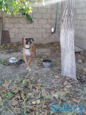 Продам Боксёр(шу), фотография 1