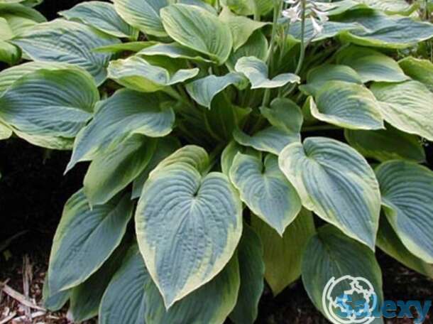 Хоста Алватин Тейлор (L), фотография 1