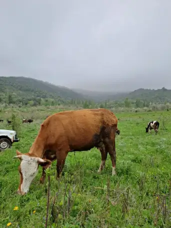 Корова первотел покрытая  ее бычок, фотография 5