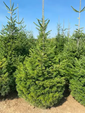 Семена пихты сибирской  Abies sibirica, фотография 1