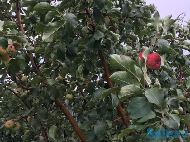 Продам дачу в обществе Союз, фотография 9