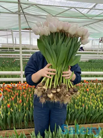 Тюльпаны оптом, фотография 3