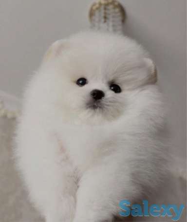В продаже щенки померашки, фотография 3