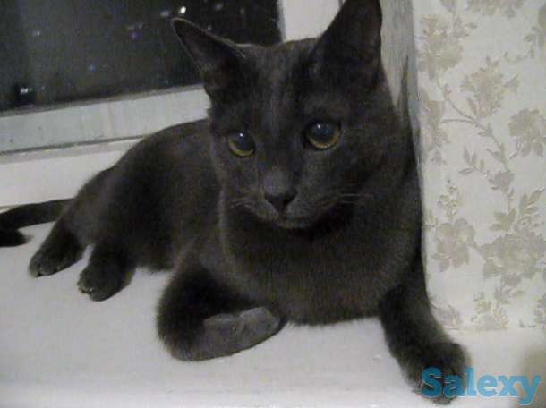 Кличка кота Нешик порода Русская голубая, фотография 4