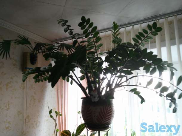 Продам цветок заомиокулькас долларовое, фотография 2