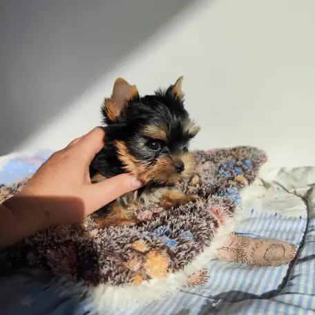 Продаются щенки йоркширского терьера, фотография 2