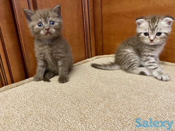 Котята вислоухие, фотография 7