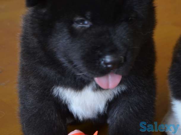 Щенки американской акиты, фотография 5