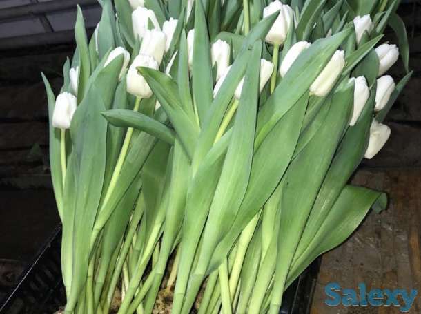 Тюльпаны оптом к 8 марта, фотография 10