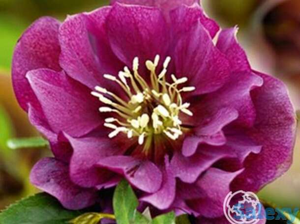 Морозник махровый эллен ред, фотография 1