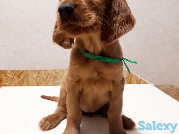 Щенки ирландского сеттера, фотография 2